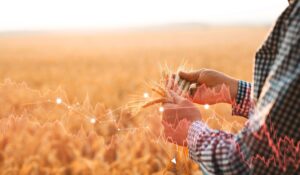 Rusko možná neprodlouží dohody o uvolnění exportu obilí přes Černé moře