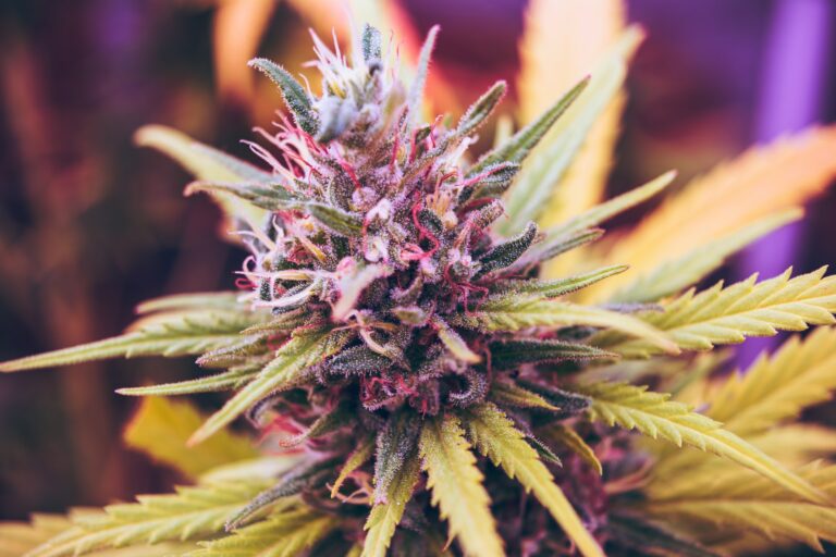Green Thumb Industries (GTBIF) je jedním z největších hráčů na trhu s marihuanou.