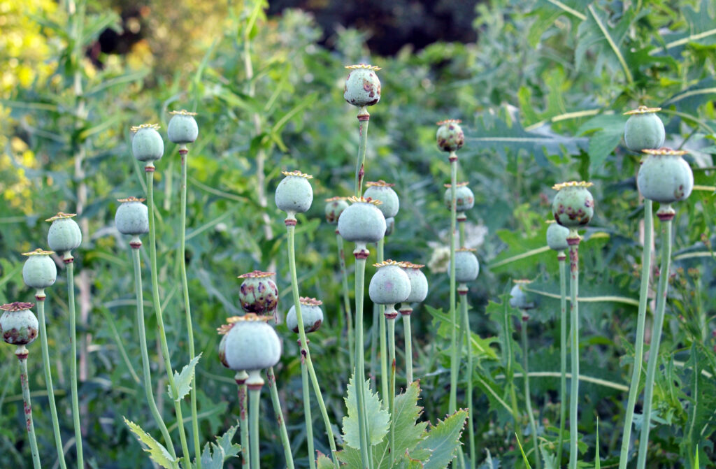 Mák, České, zemědělství
