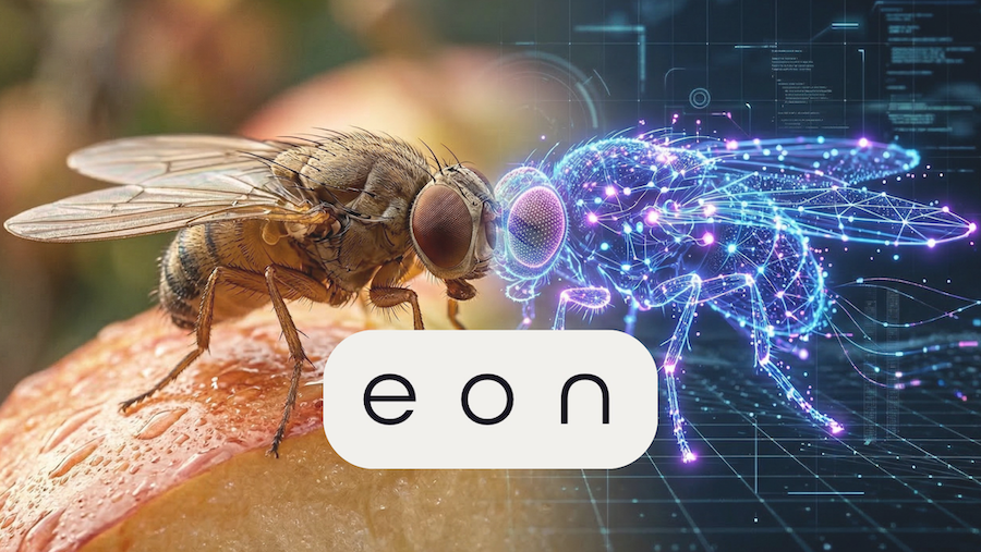 Hmyz na ovoci: moucha, makro záběr, detail, jablko, příroda. Na druhé straně stejná moucha v PC simulaci